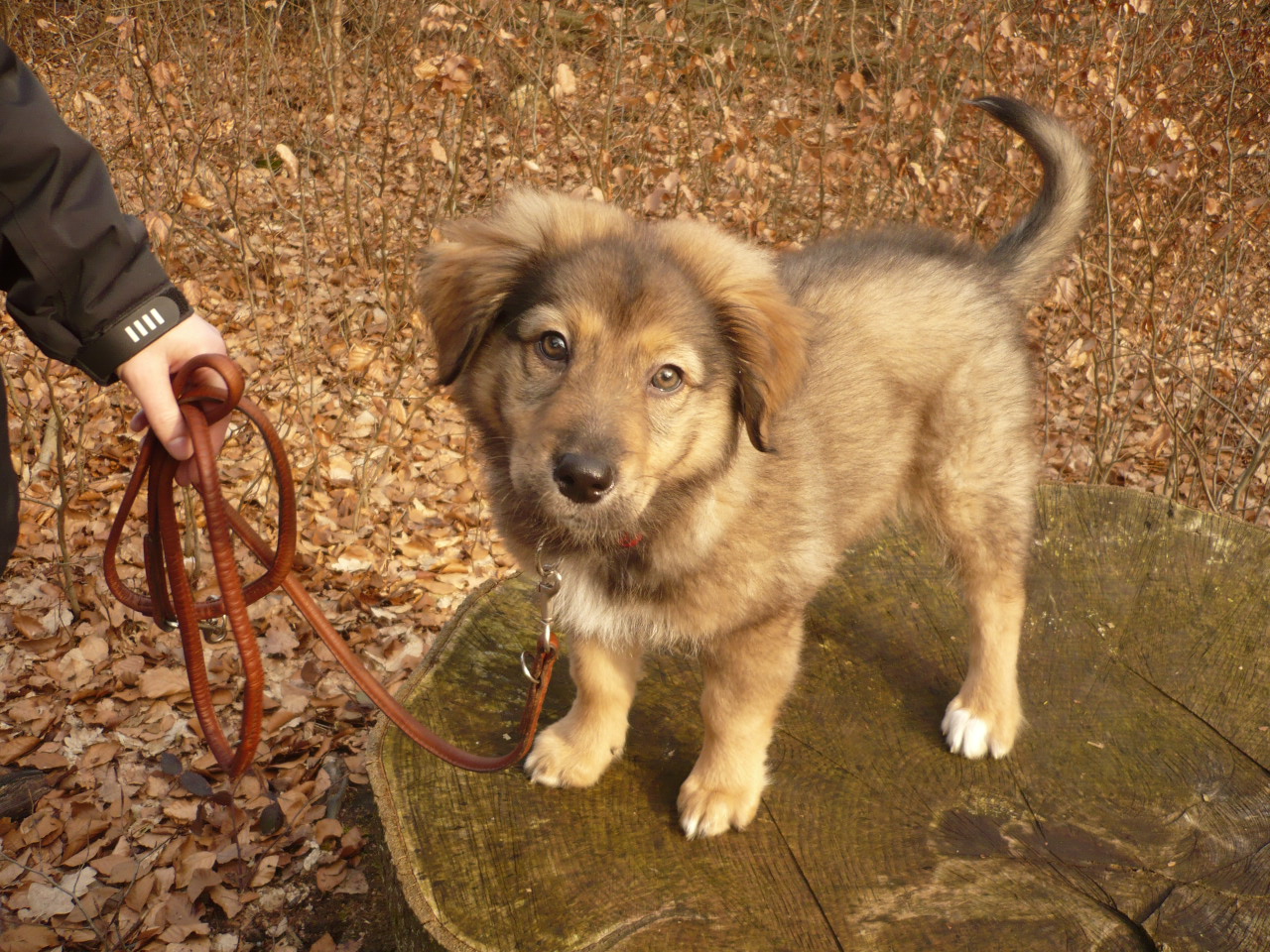 Malu (Kroatischer Hütehund, Berner Sennenhund, Collie, Leonberger) Berner Sennenhund Collie Kroatischer Hütehund Leonberger 